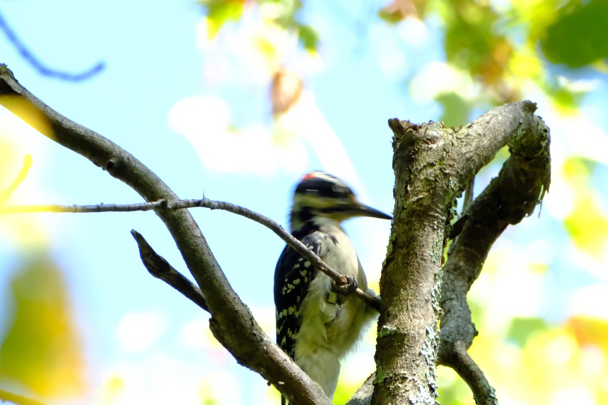 Hairy Woodpecker - ML647056257