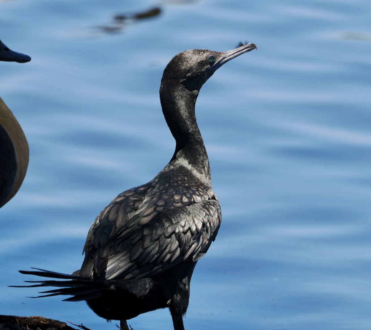 kormorán australský - ML647056259