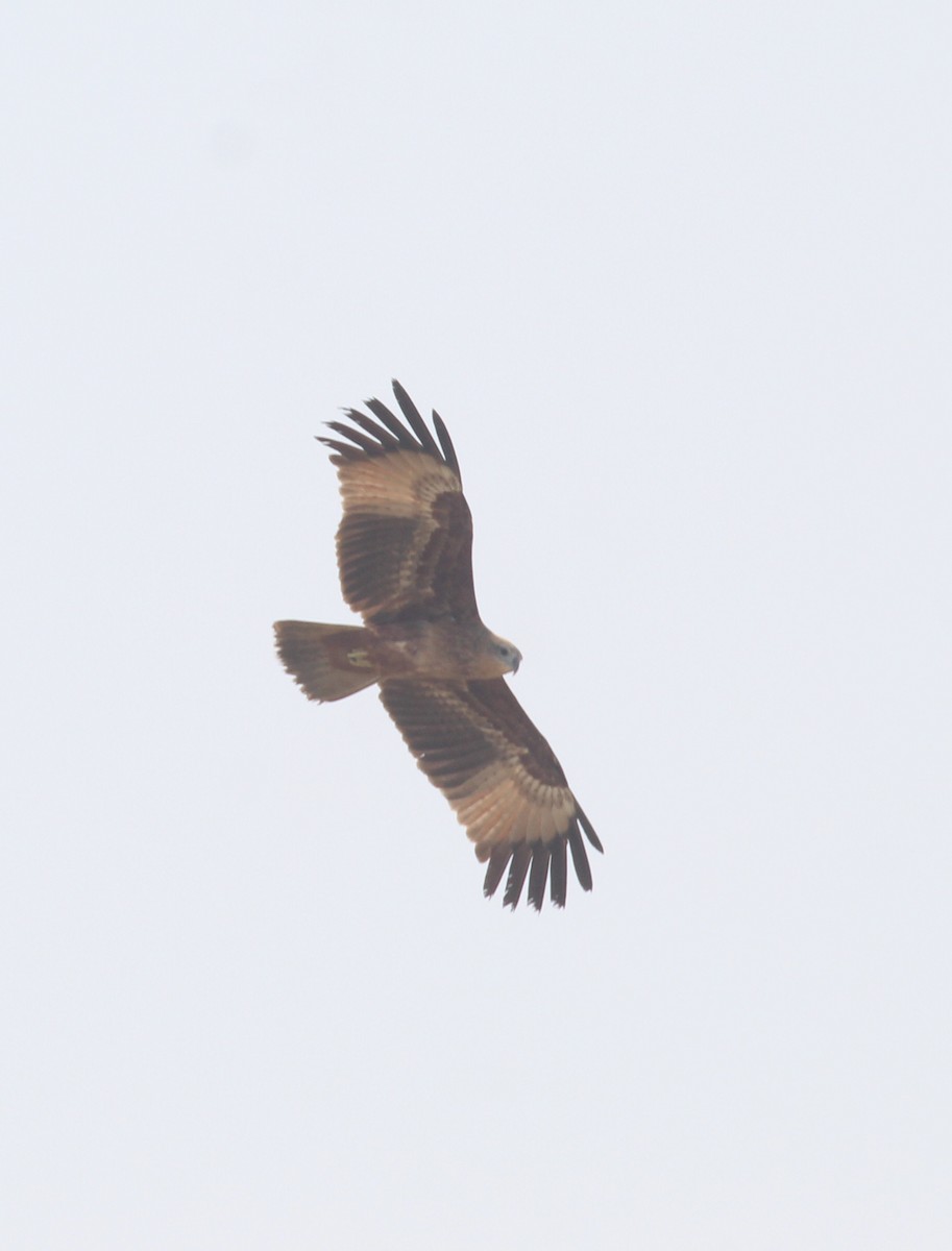 Brahminy Kite - ML647056260