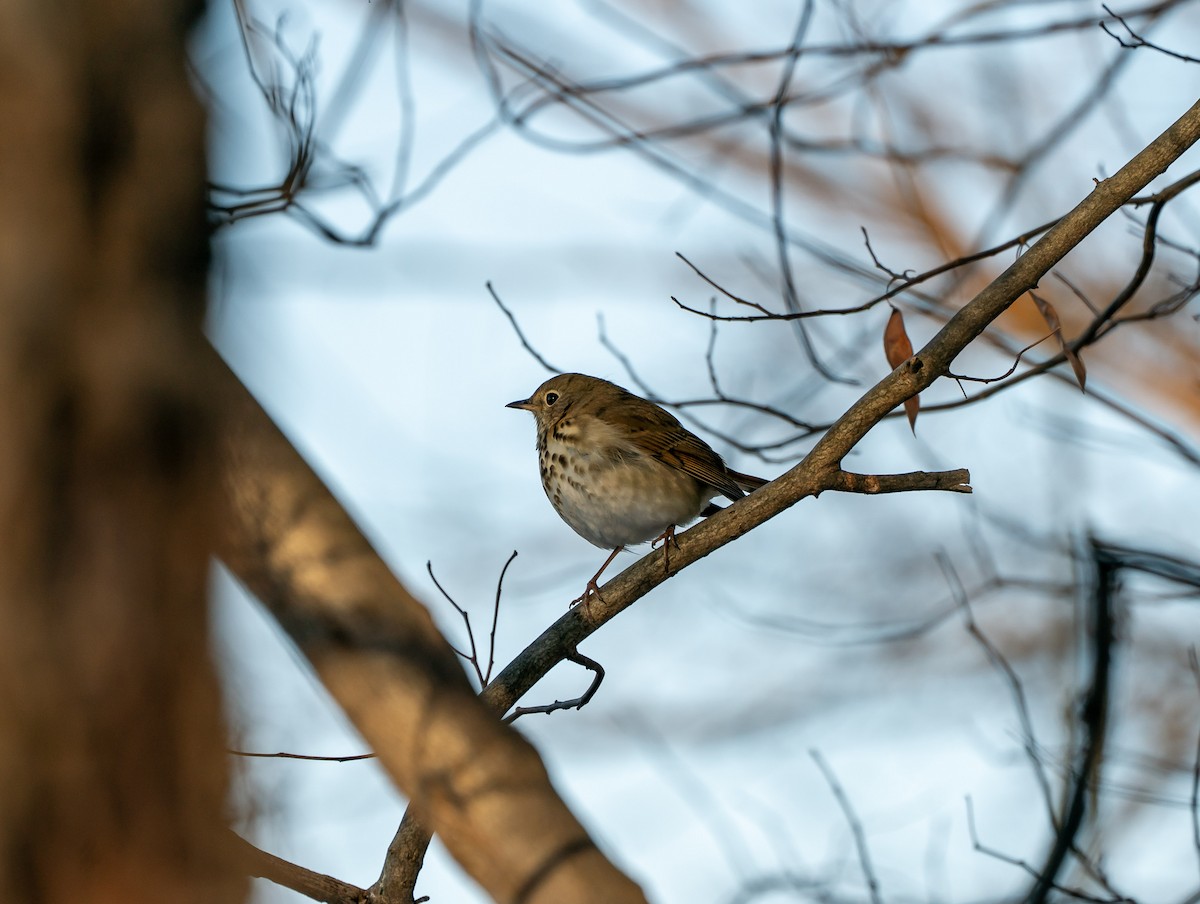 Zorzalito Colirrufo - ML647056261