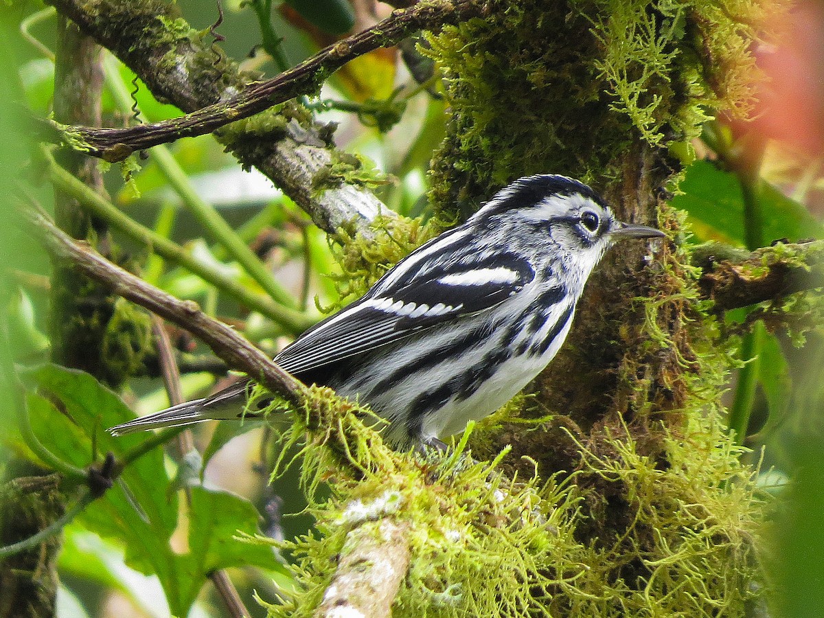 Black-and-white Warbler - ML647056262