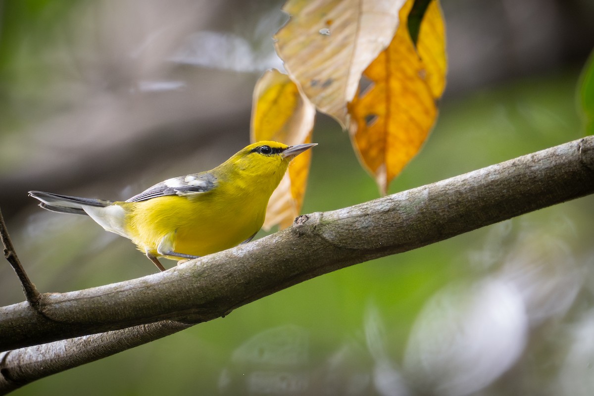 アオバネアメリカムシクイ - ML647056265
