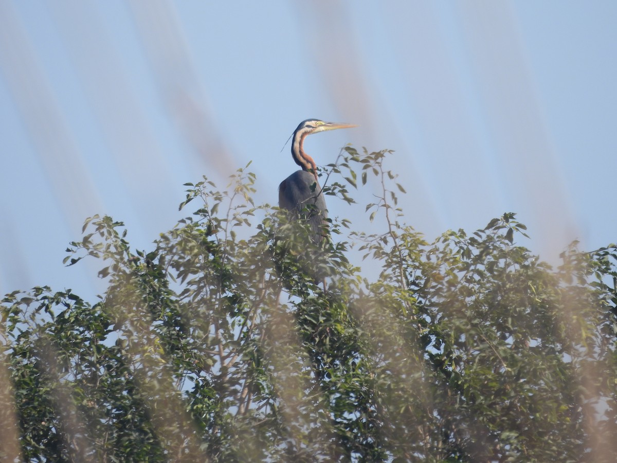 Purple Heron - ML647056266