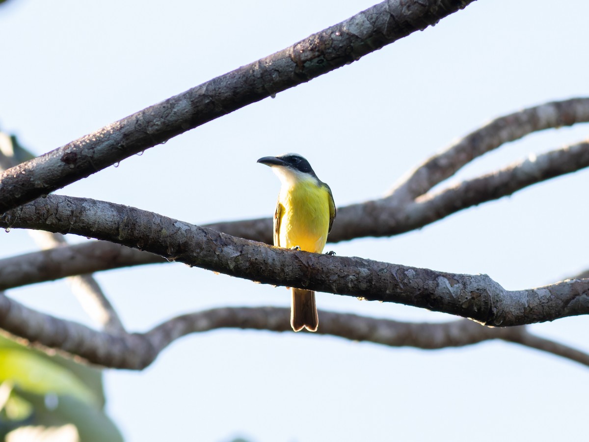 Boat-billed Flycatcher - ML647056267