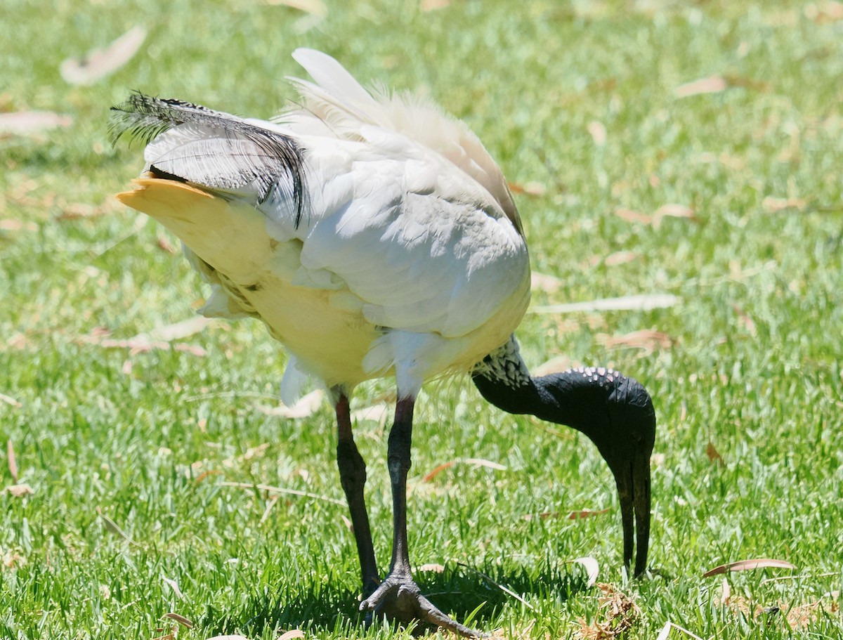 ibis australský - ML647056270