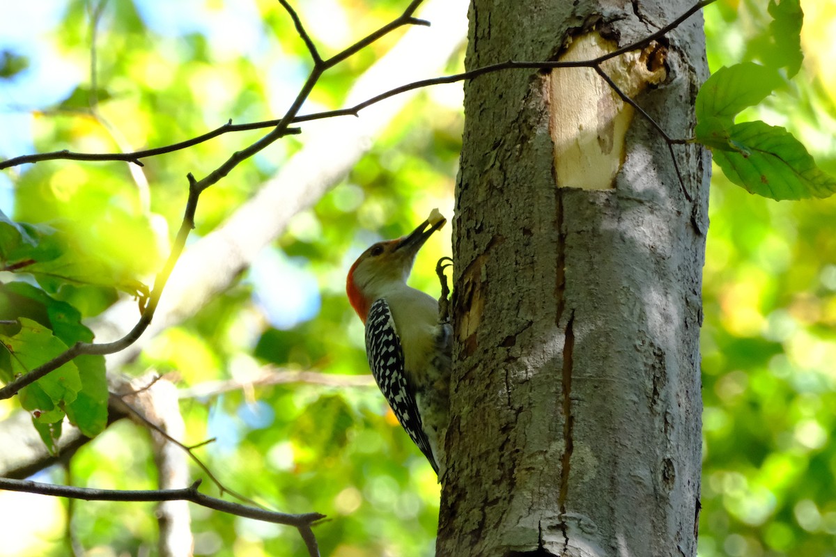 Red-bellied Woodpecker - ML647056271