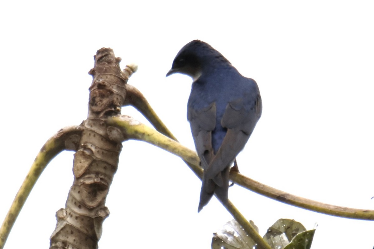 Gray-breasted Martin - ML647056272