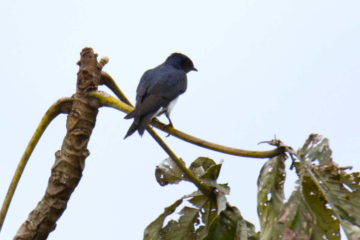 Gray-breasted Martin - ML647056273