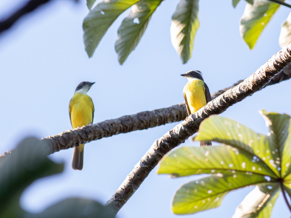 Social Flycatcher - ML647056275