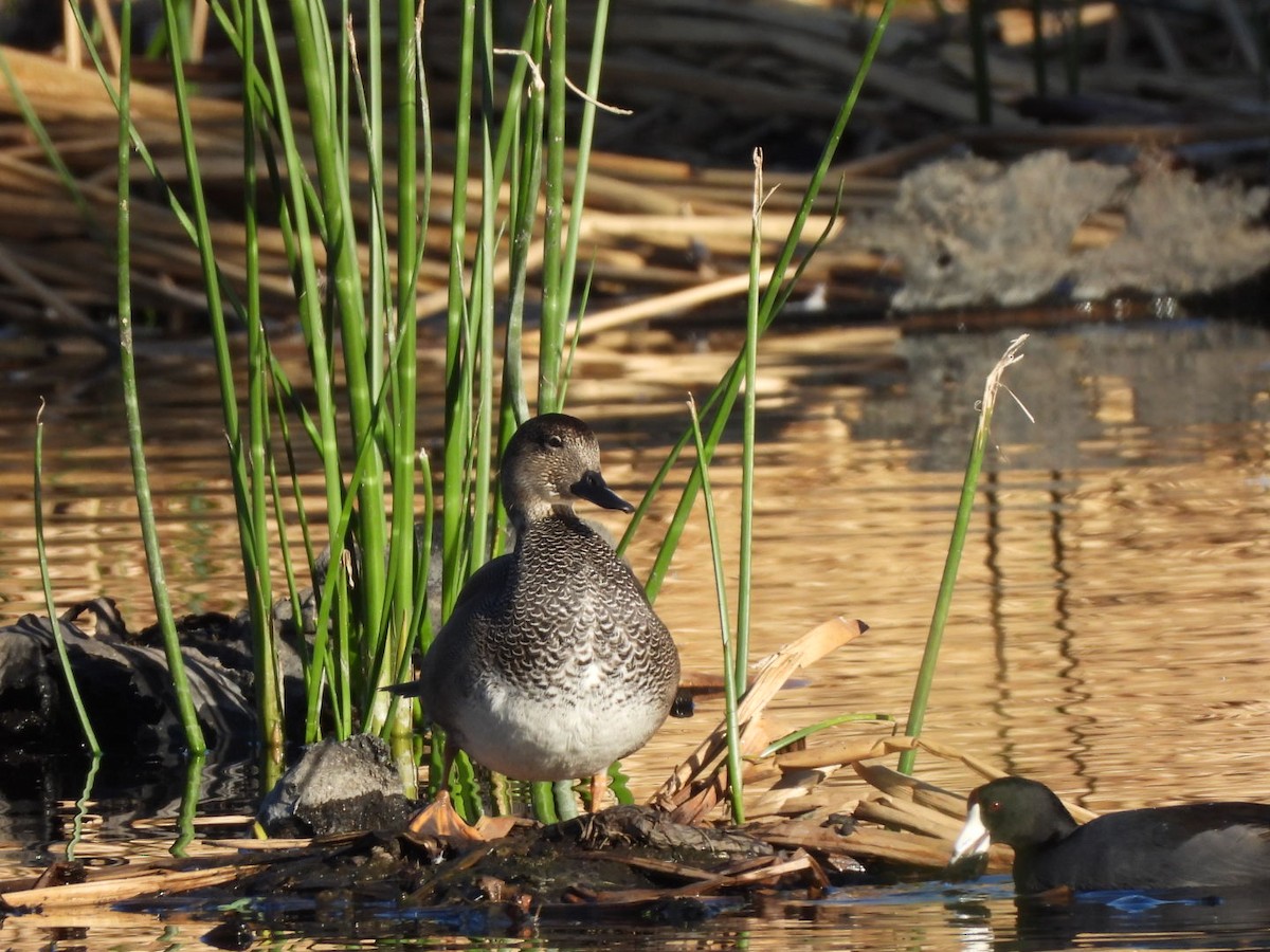Нерозень - ML647056276