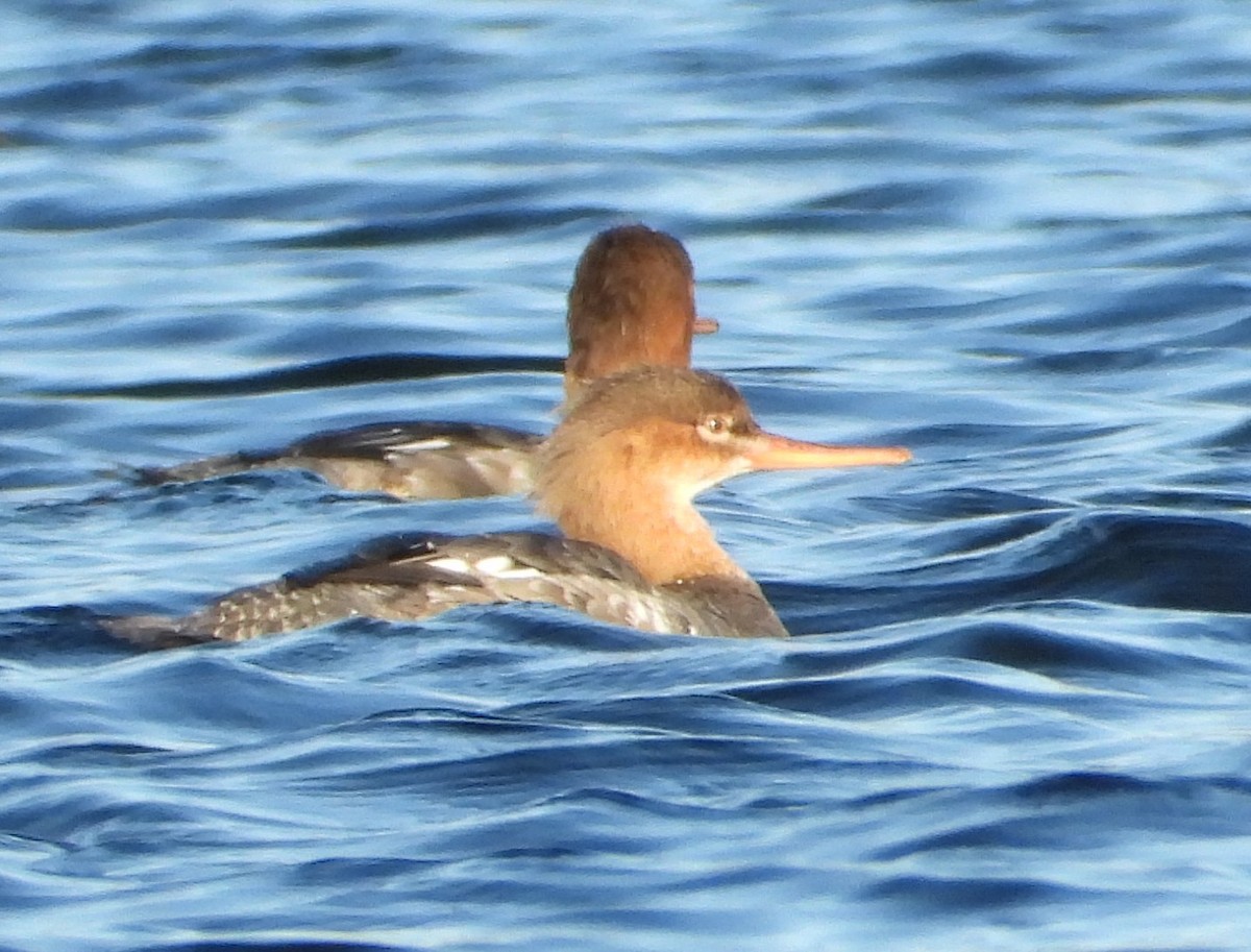 מרגון בינוני - ML647056277