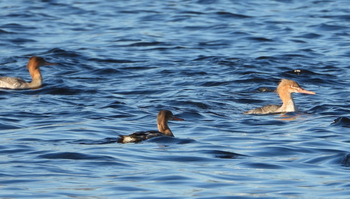 מרגון בינוני - ML647056278