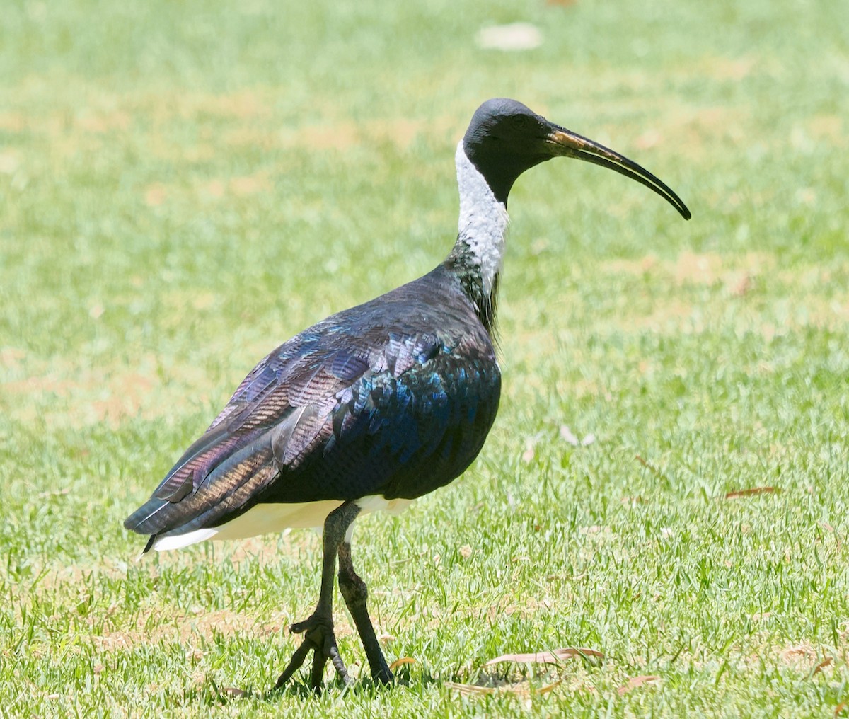 ibis slámokrký - ML647056282