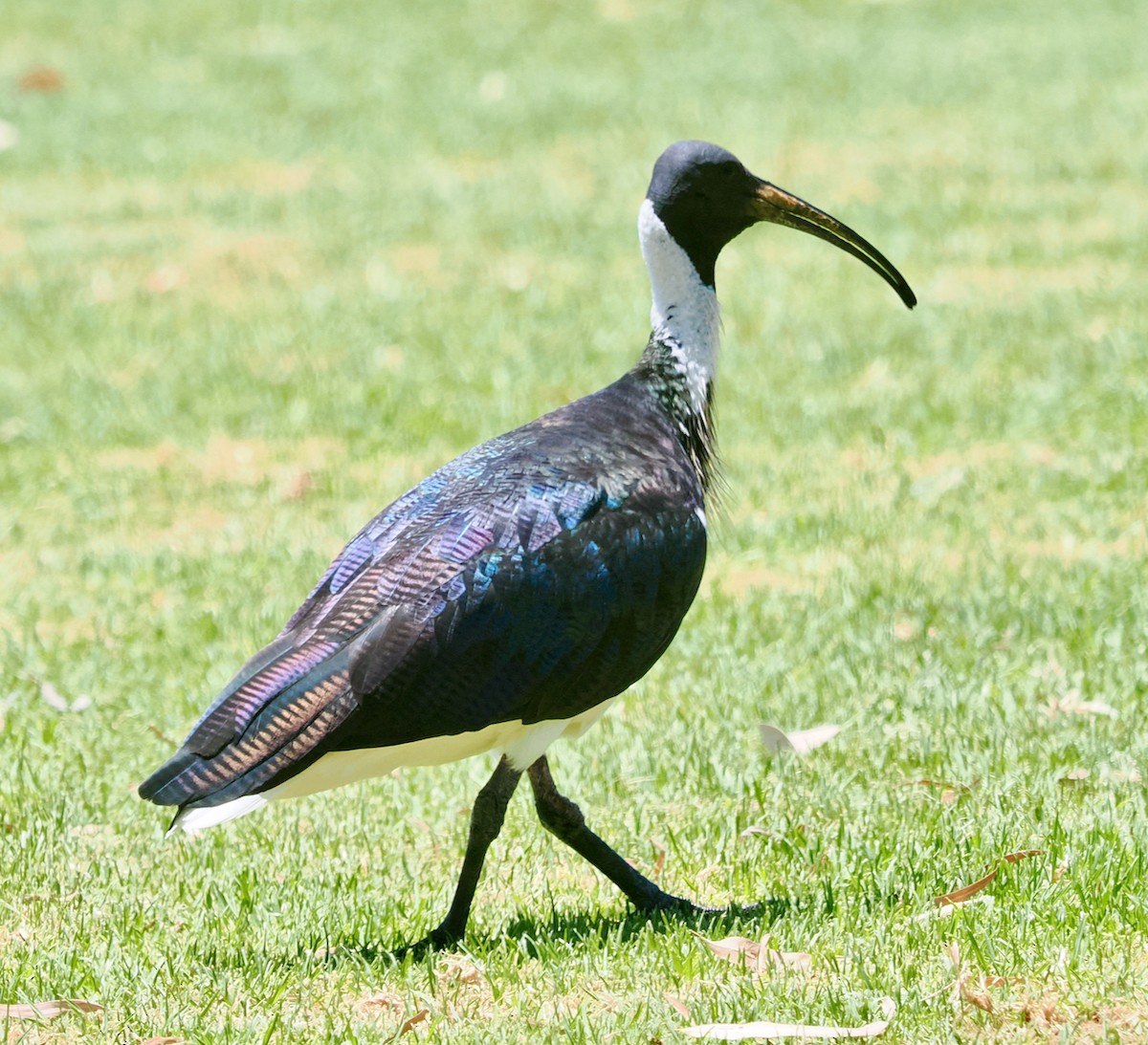 ibis slámokrký - ML647056283