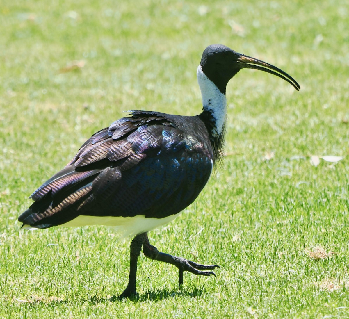 ibis slámokrký - ML647056284