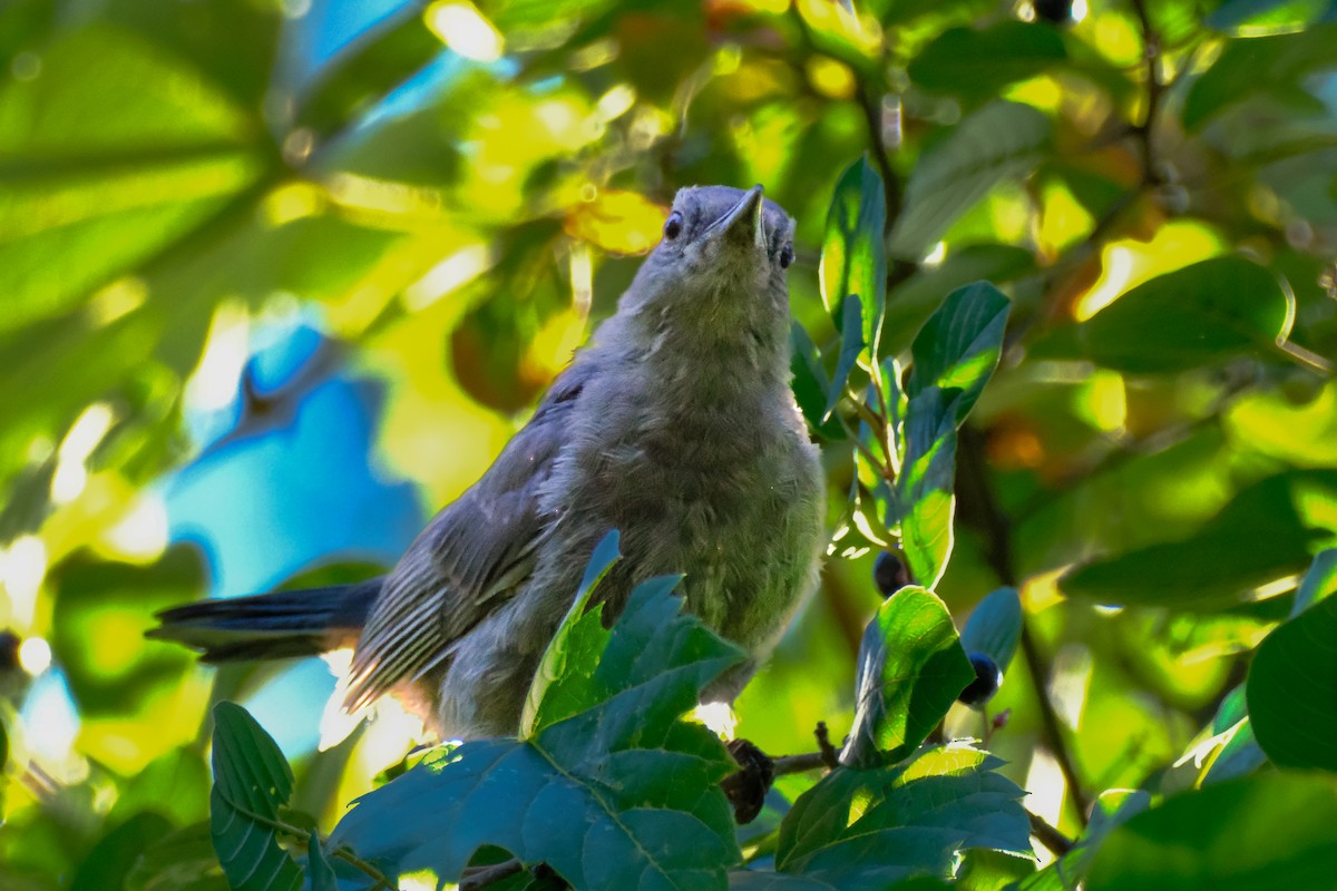 Gray Catbird - ML647056289