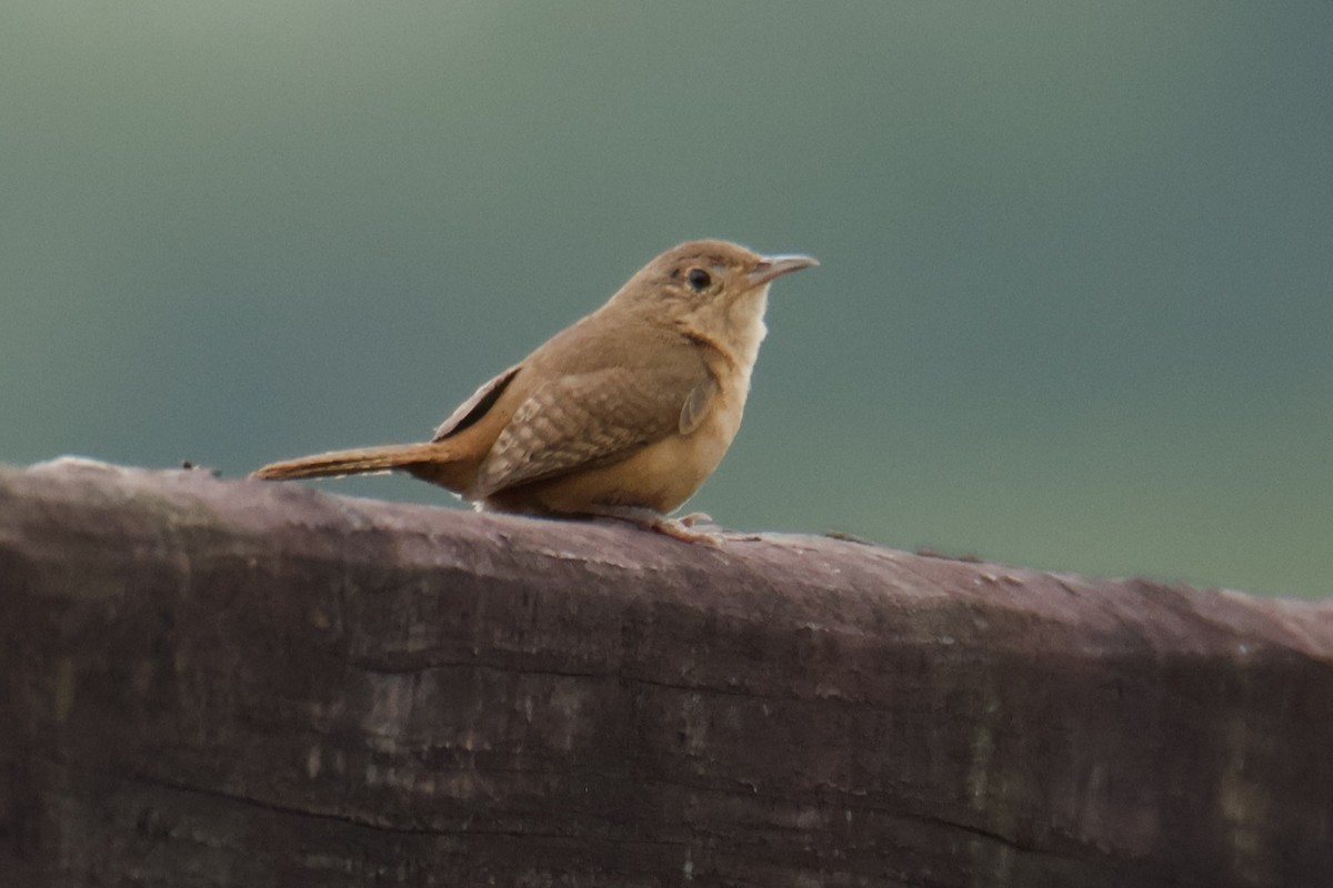 Southern House Wren - ML647056293