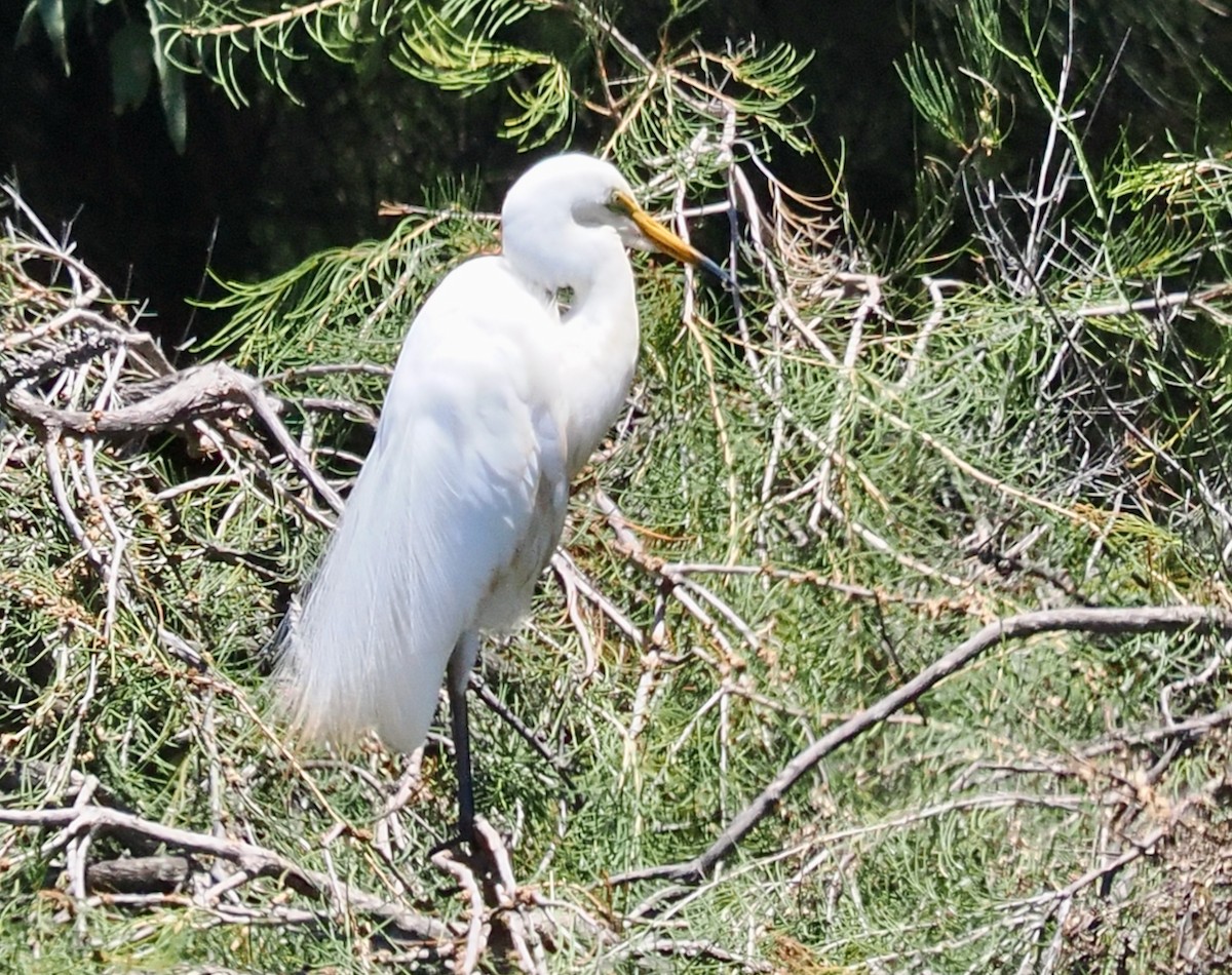 volavka bílá (ssp. modesta) - ML647056297