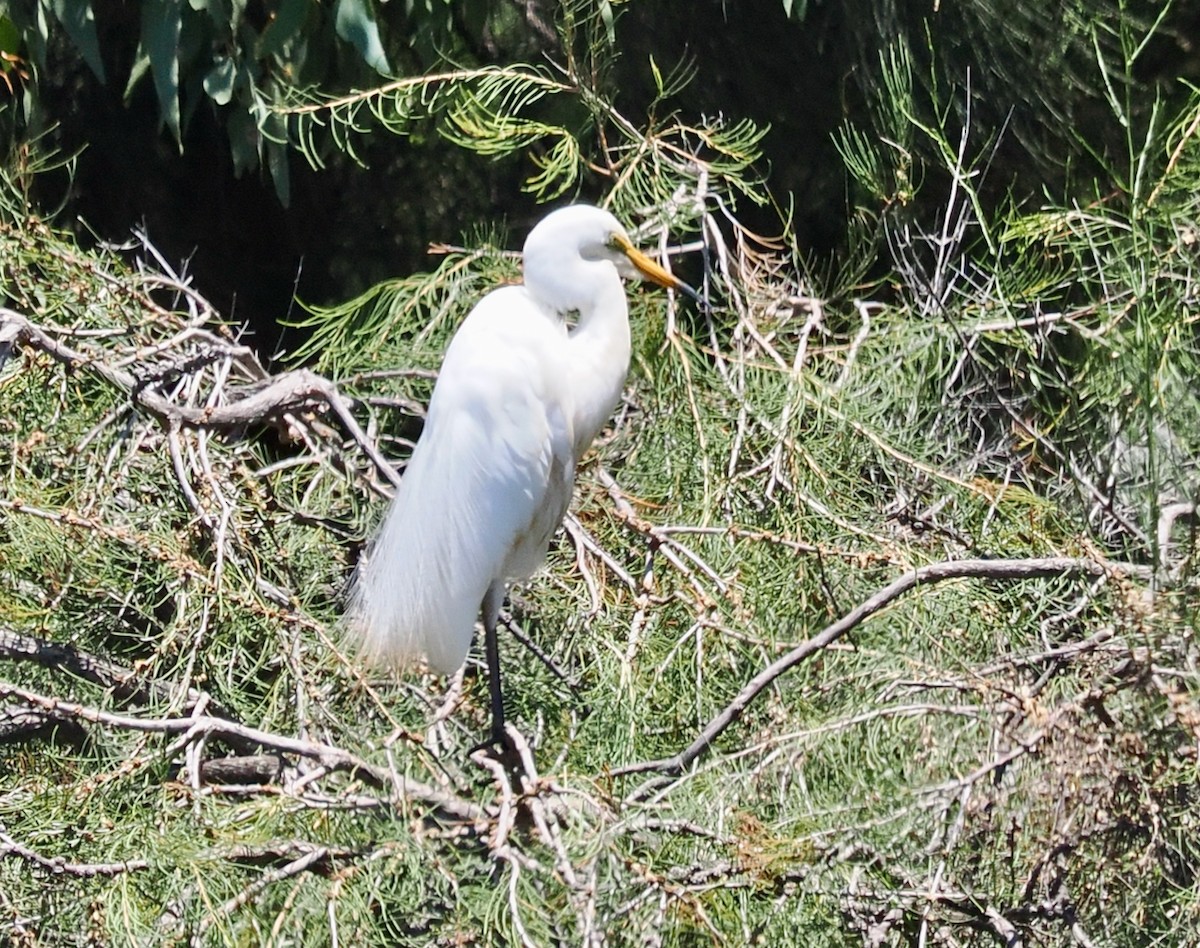 volavka bílá (ssp. modesta) - ML647056298