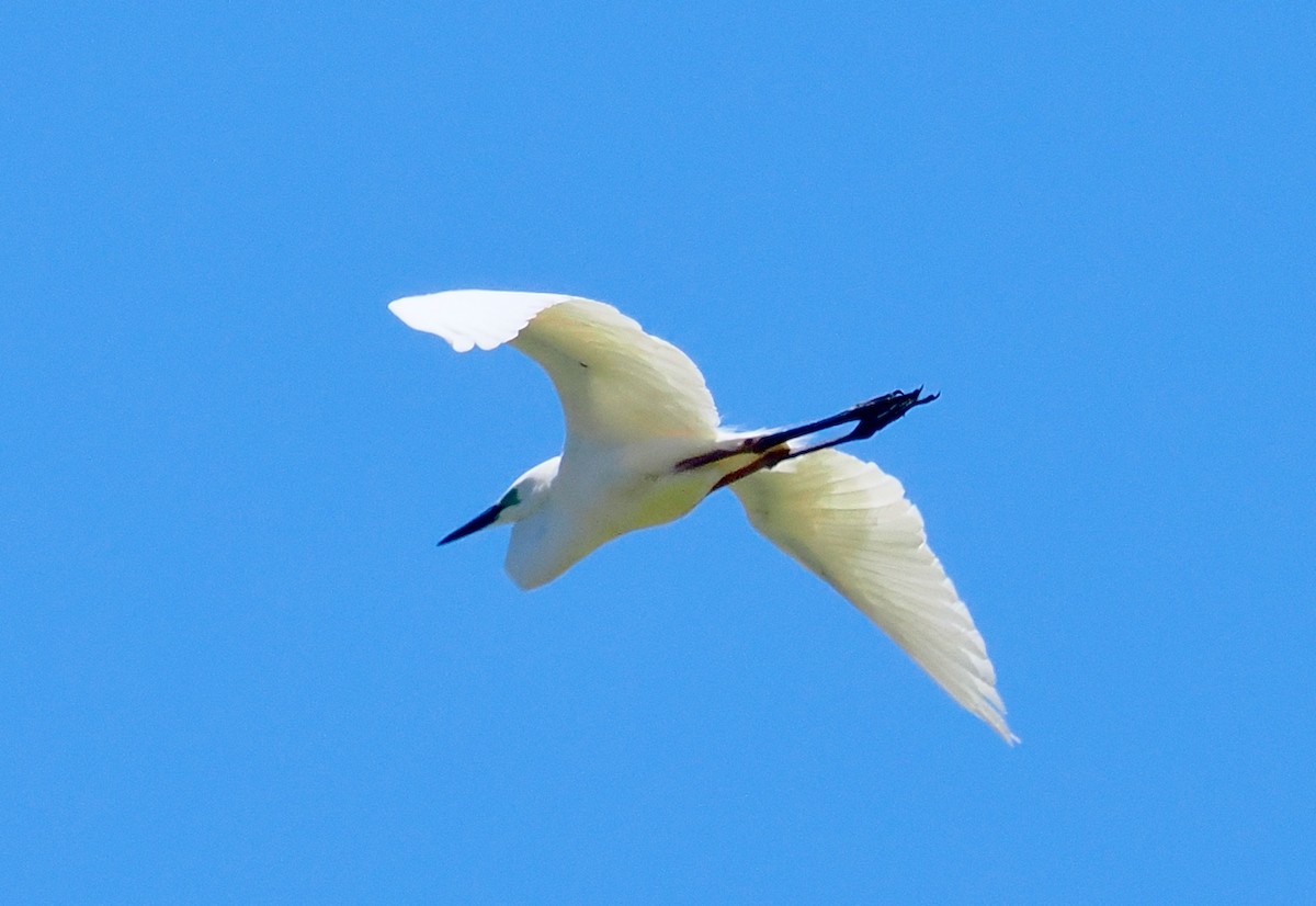 volavka bílá (ssp. modesta) - ML647056299