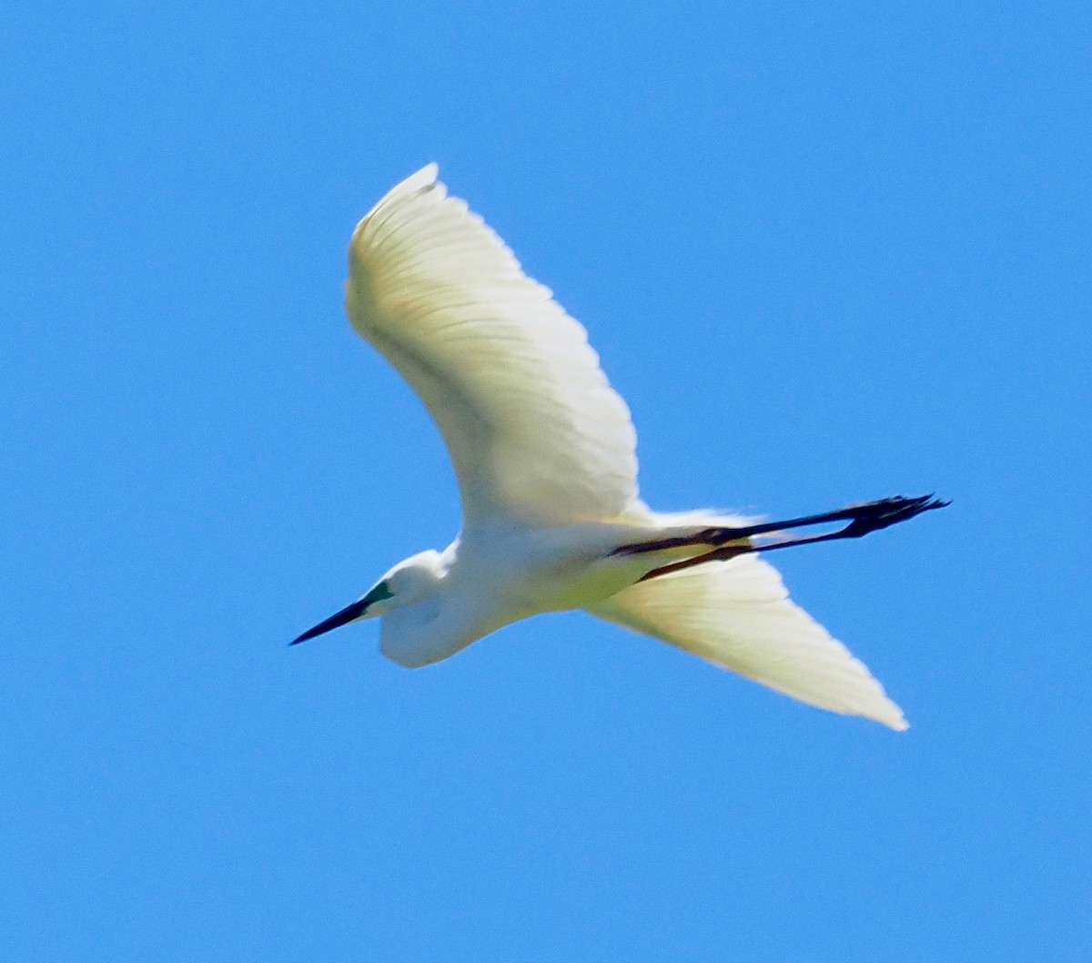 volavka bílá (ssp. modesta) - ML647056300