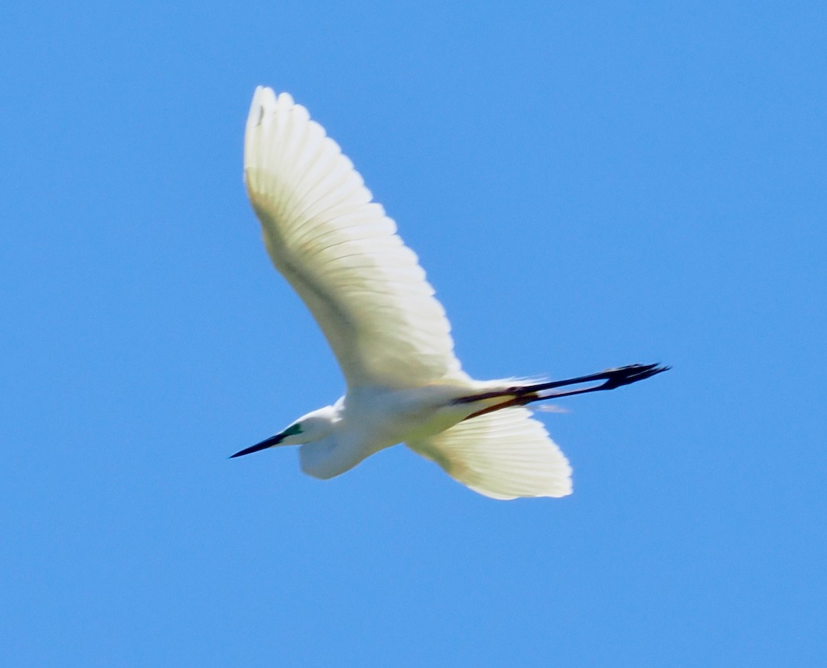 volavka bílá (ssp. modesta) - ML647056301