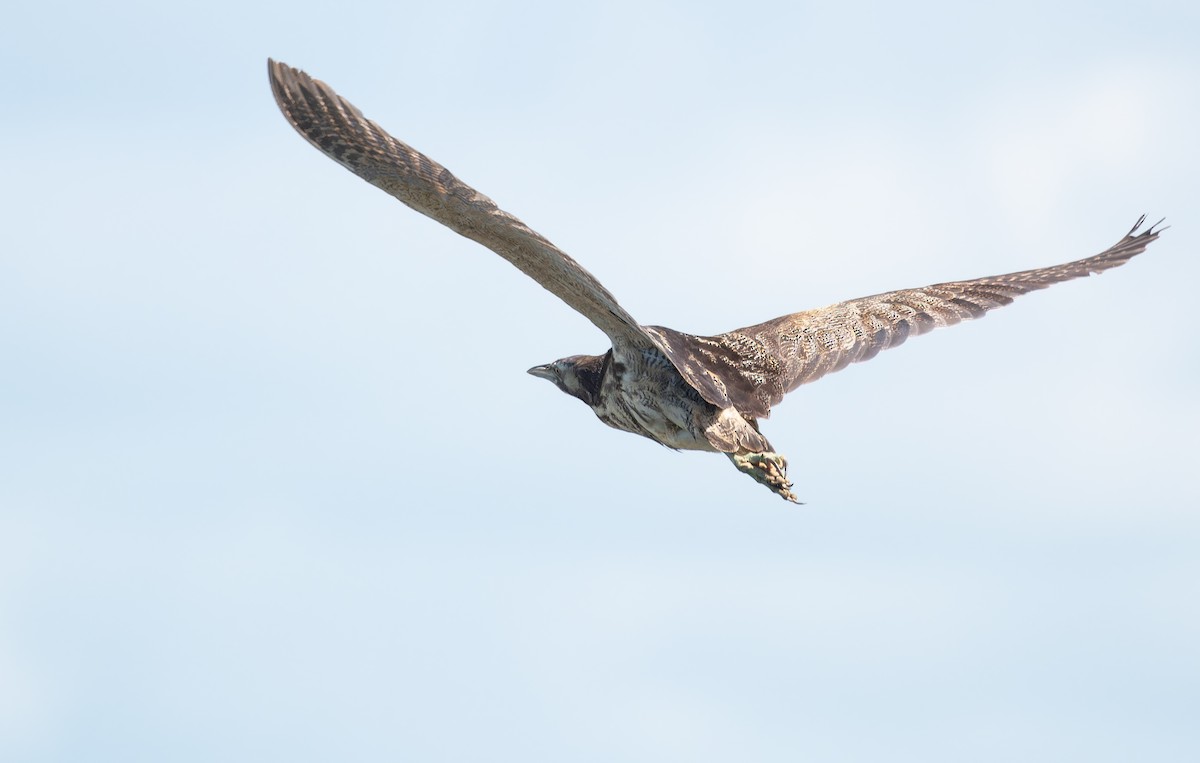 オーストラリアサンカノゴイ - ML647056311