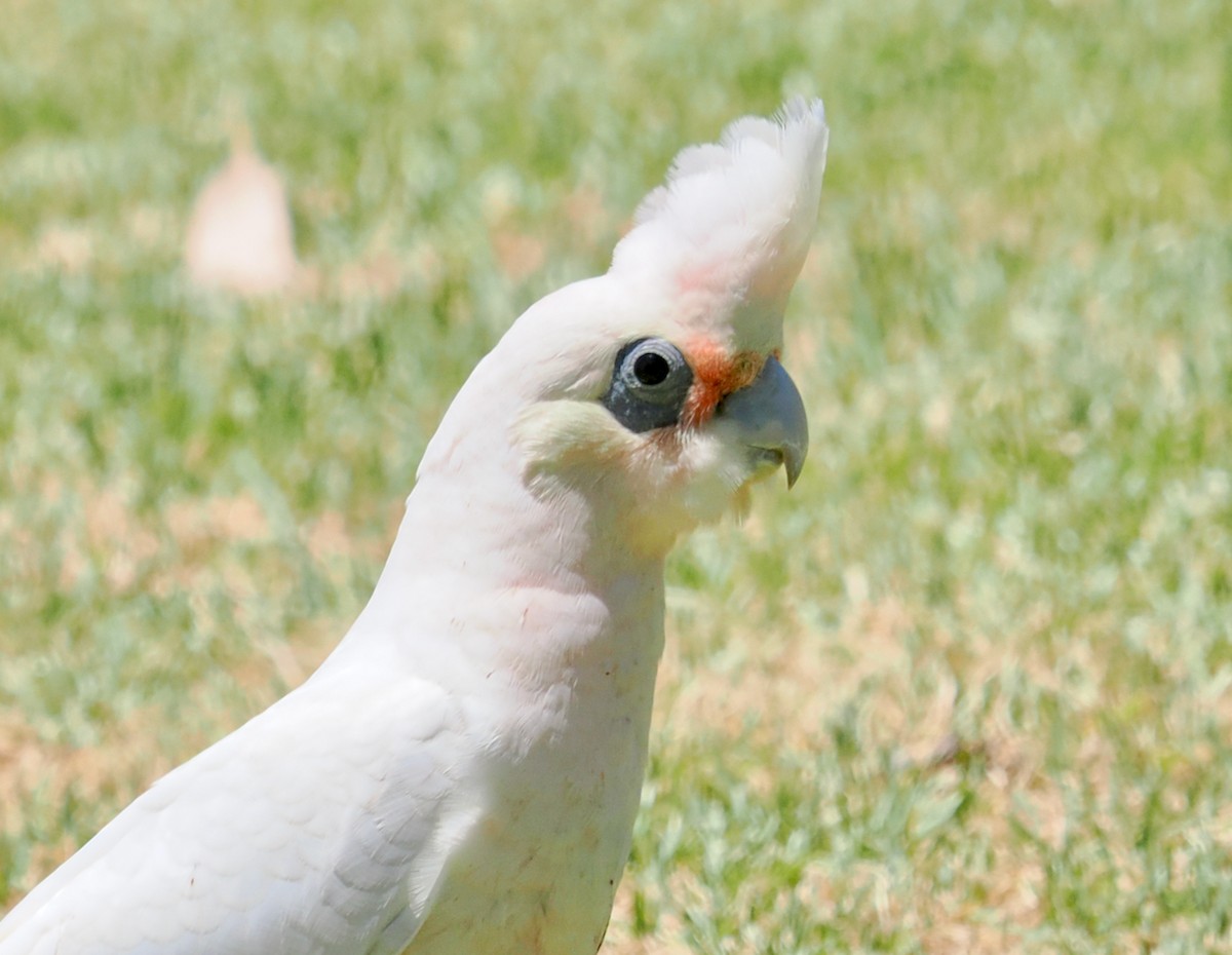 kakadu naholící - ML647056313