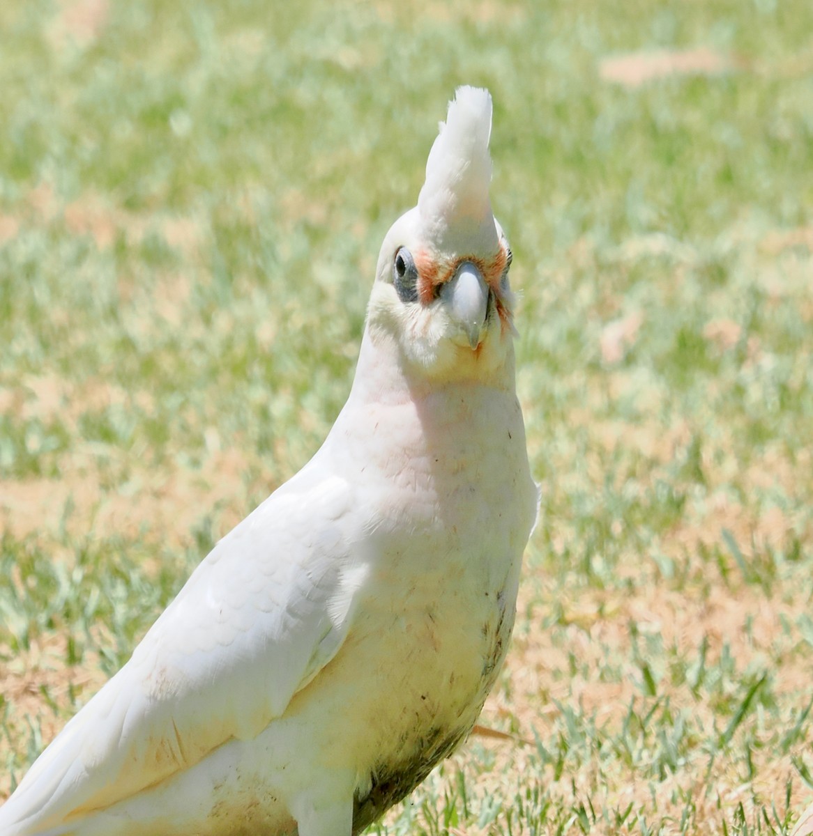 kakadu naholící - ML647056314