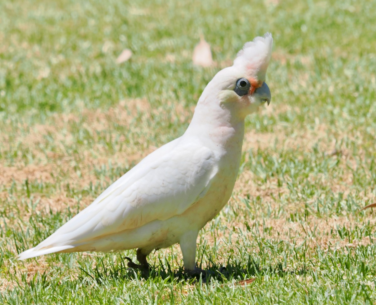 kakadu naholící - ML647056315