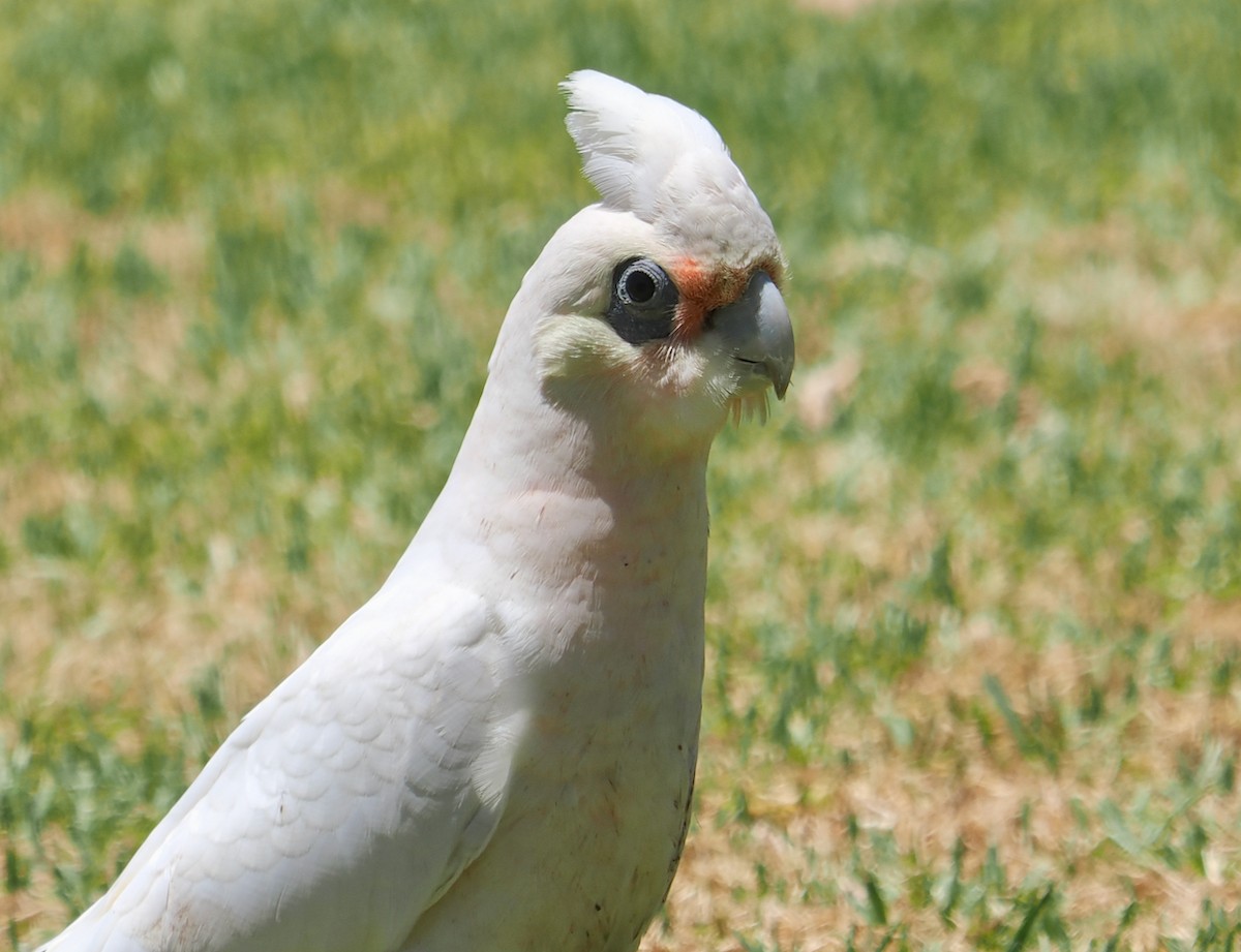 kakadu naholící - ML647056316