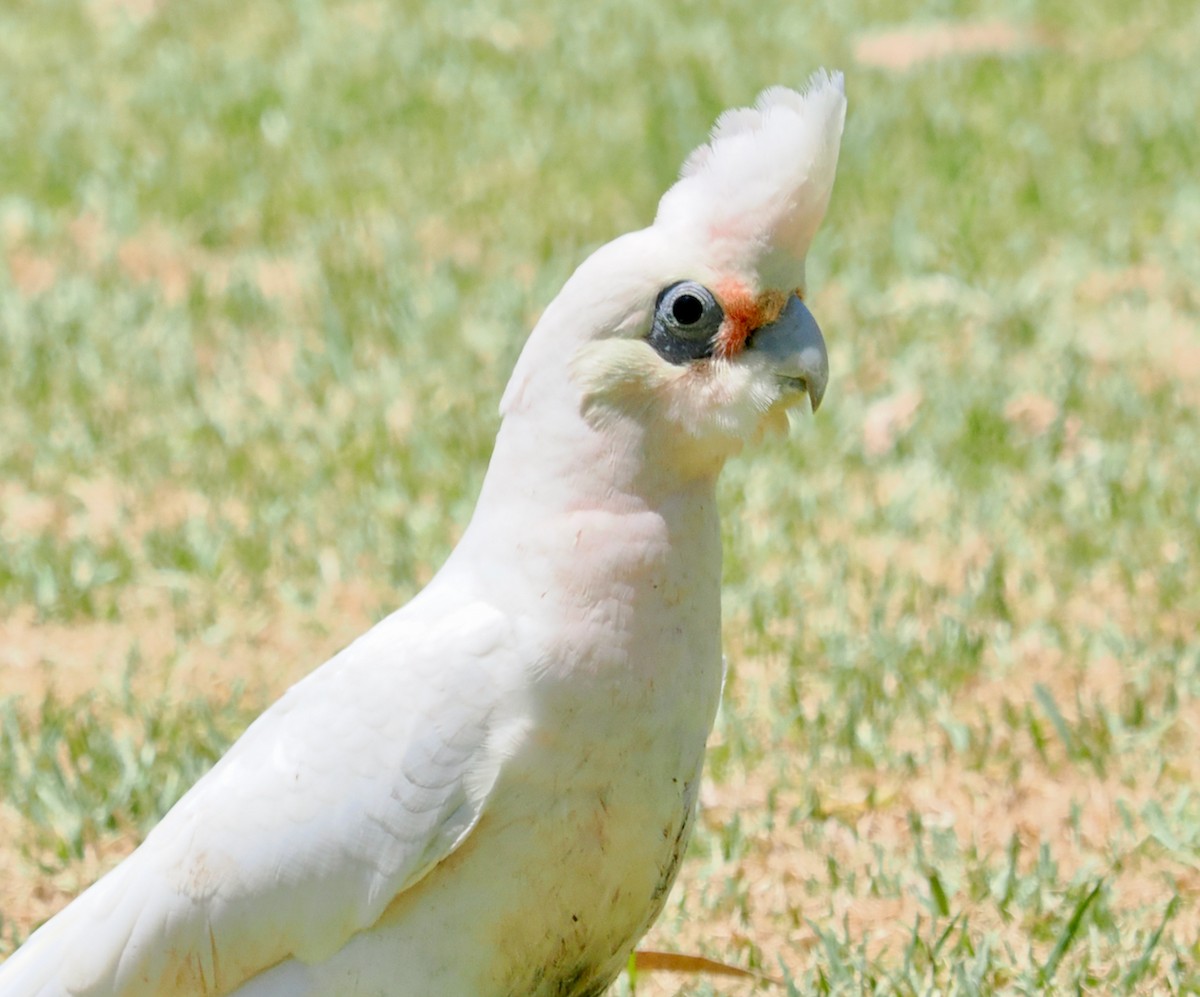 kakadu naholící - ML647056317