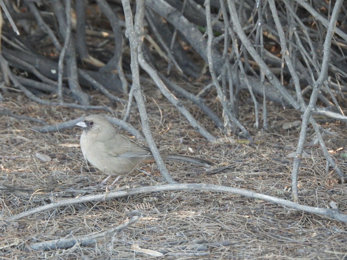 Чернолицый тохи - ML647056319