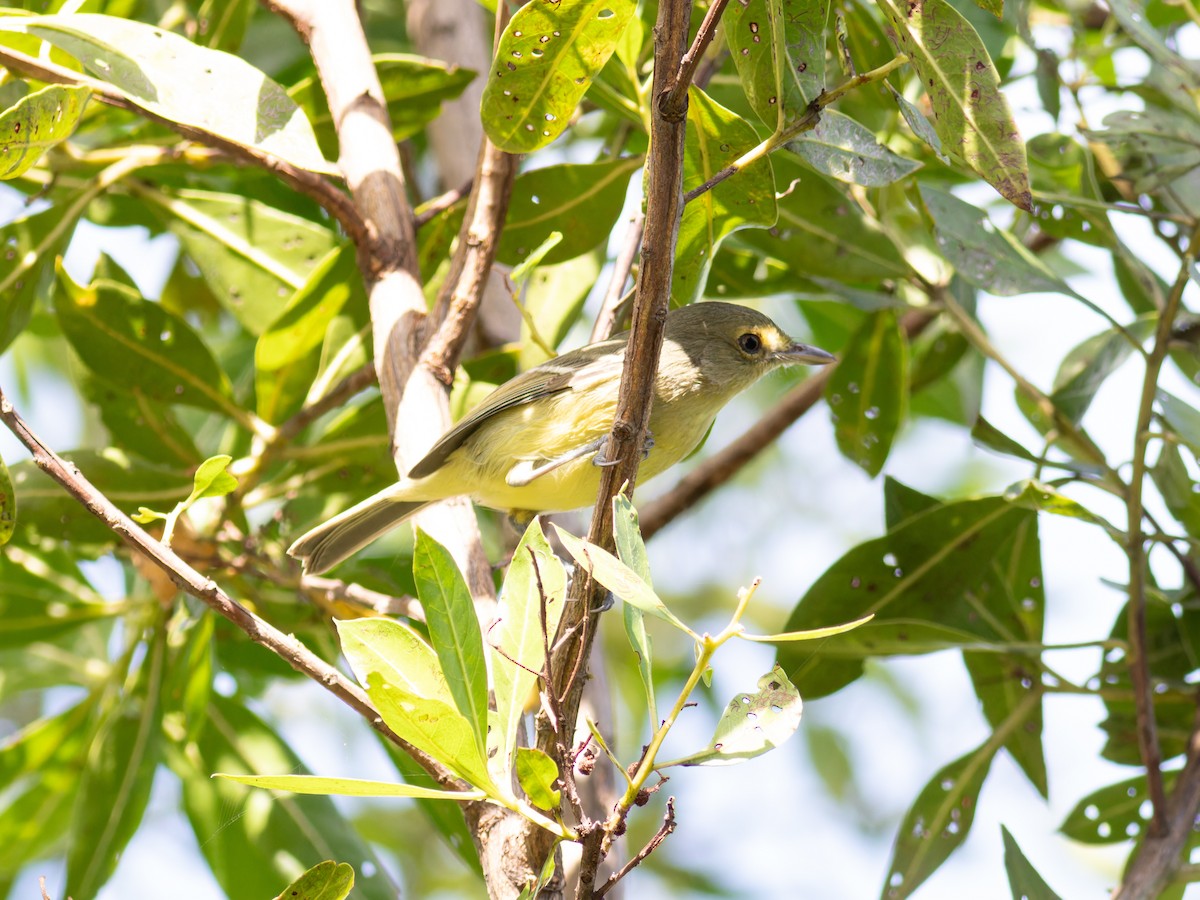 Mangrove Vireo - ML647056323