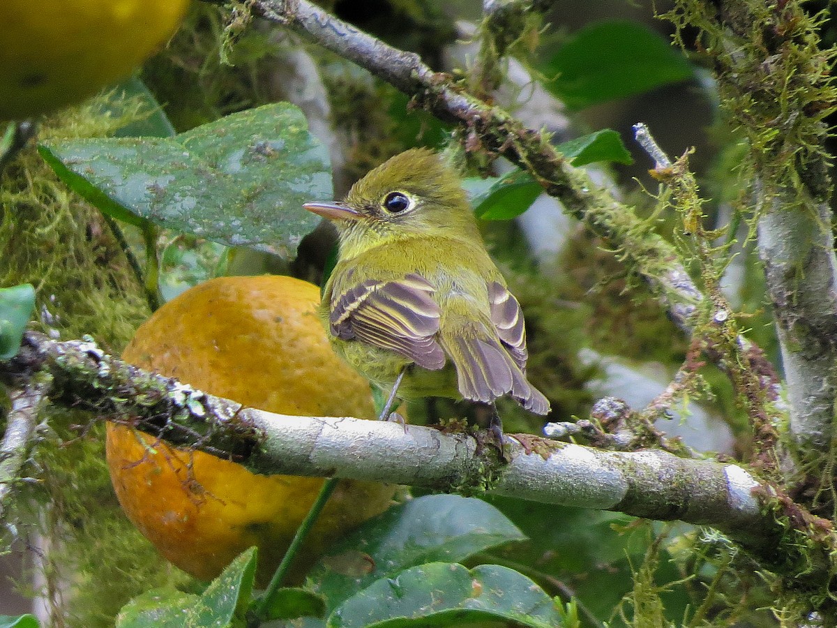 Yellowish Flycatcher - ML647056326