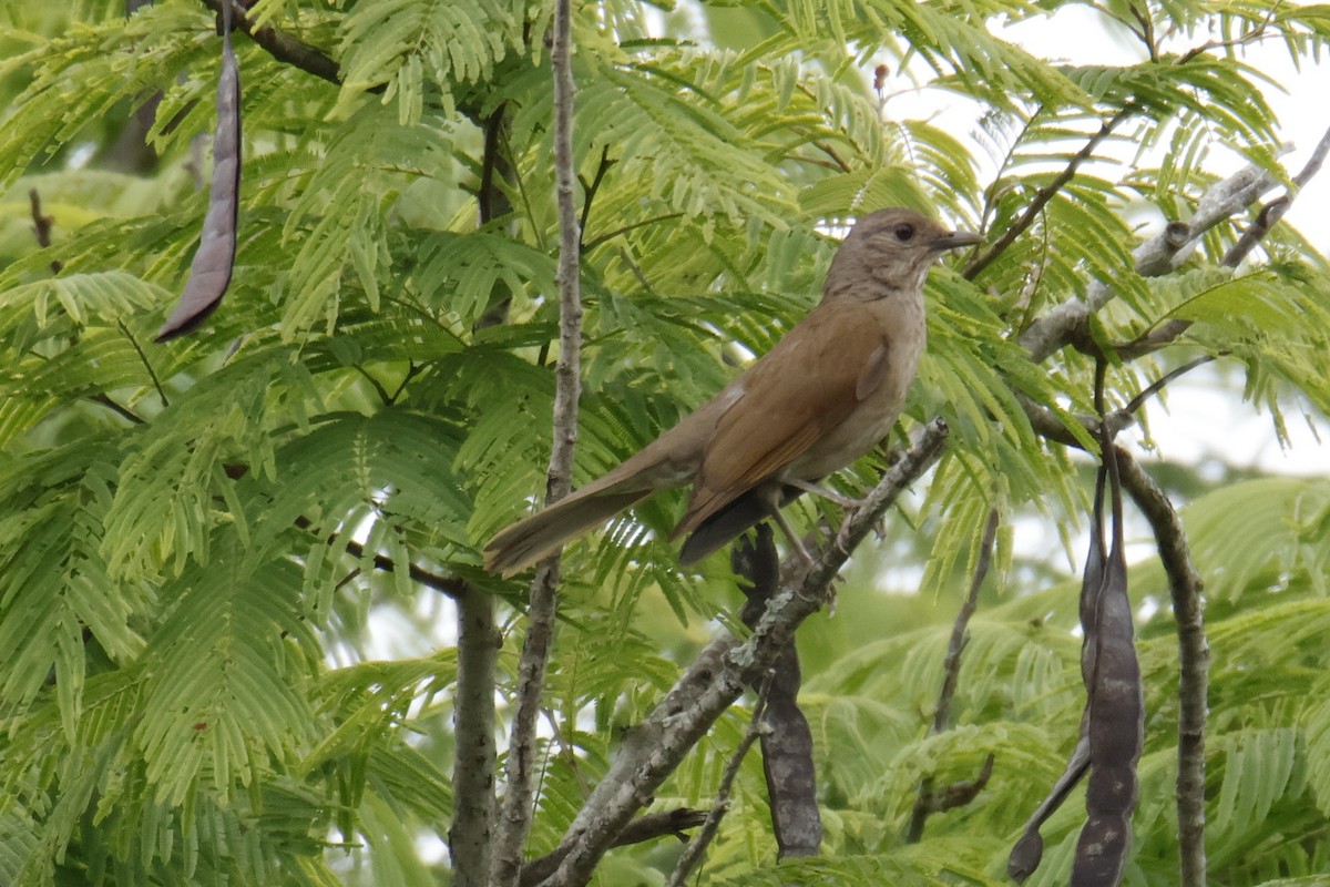 Pale-breasted Thrush - ML647056327