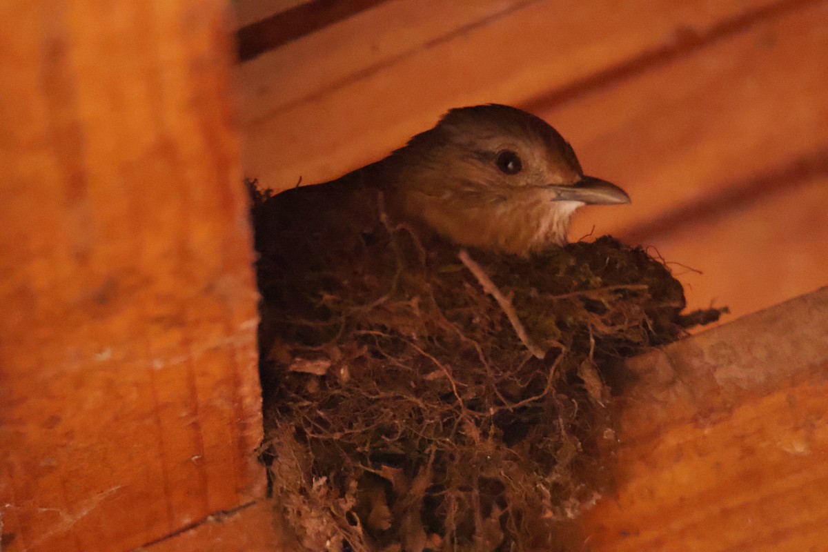 Pale-breasted Thrush - ML647056328