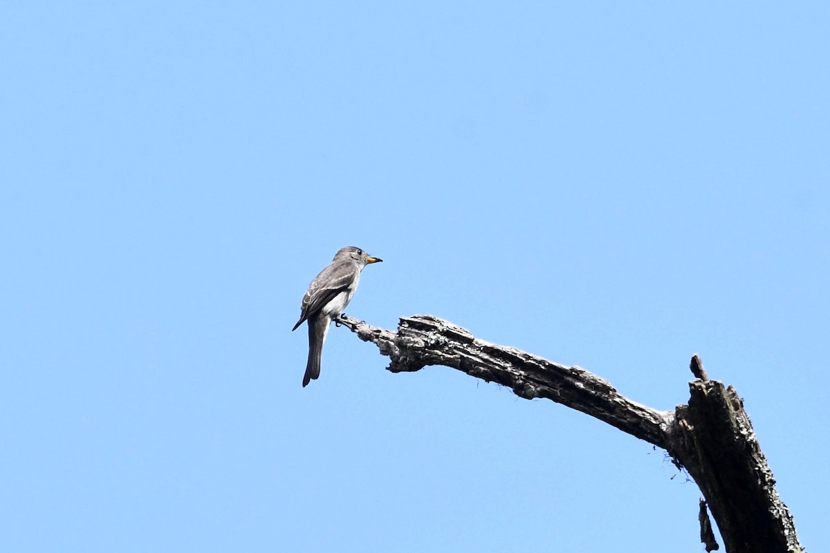 Olive-sided Flycatcher - ML647056332