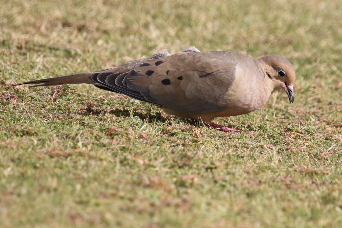 Mourning Dove - ML647056338