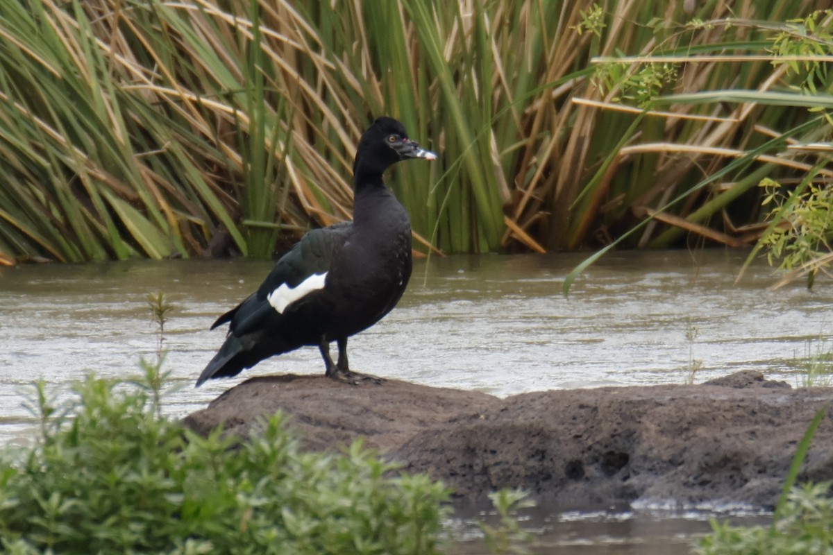Muscovy Duck - ML647056339