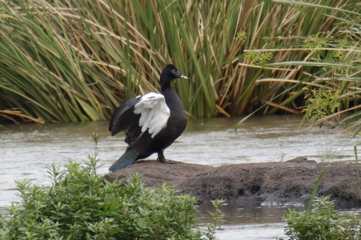 Muscovy Duck - ML647056341