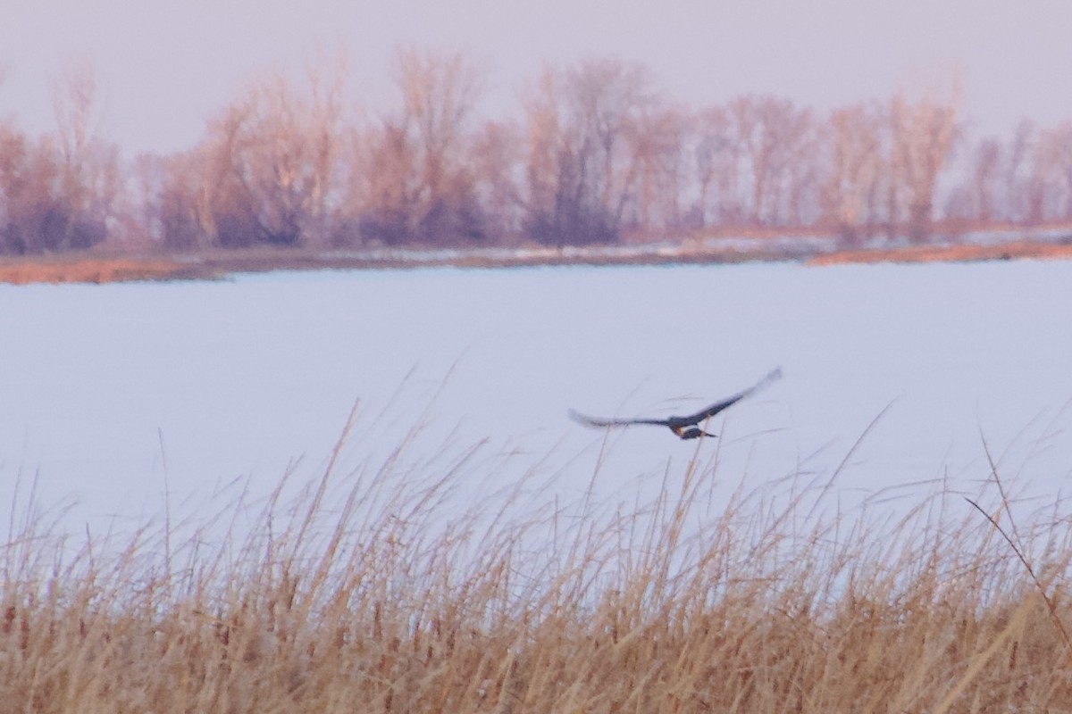 Northern Harrier - ML647056344