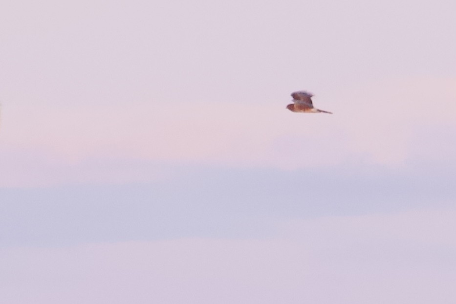 Northern Harrier - ML647056345