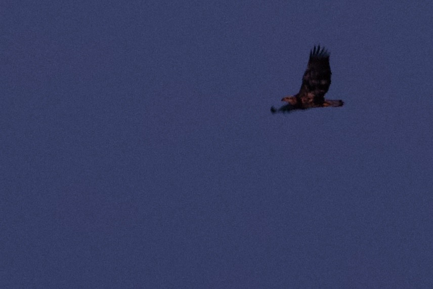 Bald Eagle - ML647056373