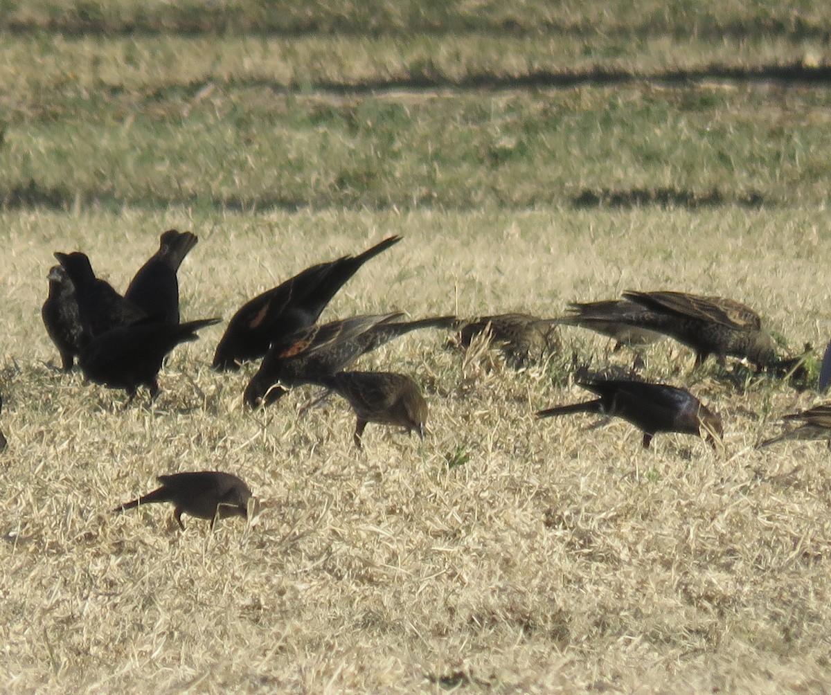 Braunkopf-Kuhstärling - ML647056374