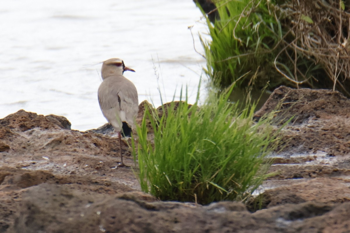 Southern Lapwing - ML647056380