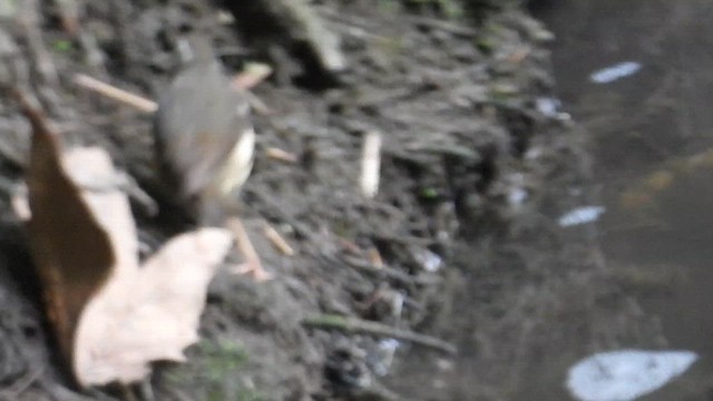 Louisiana/Northern Waterthrush - ML647056389