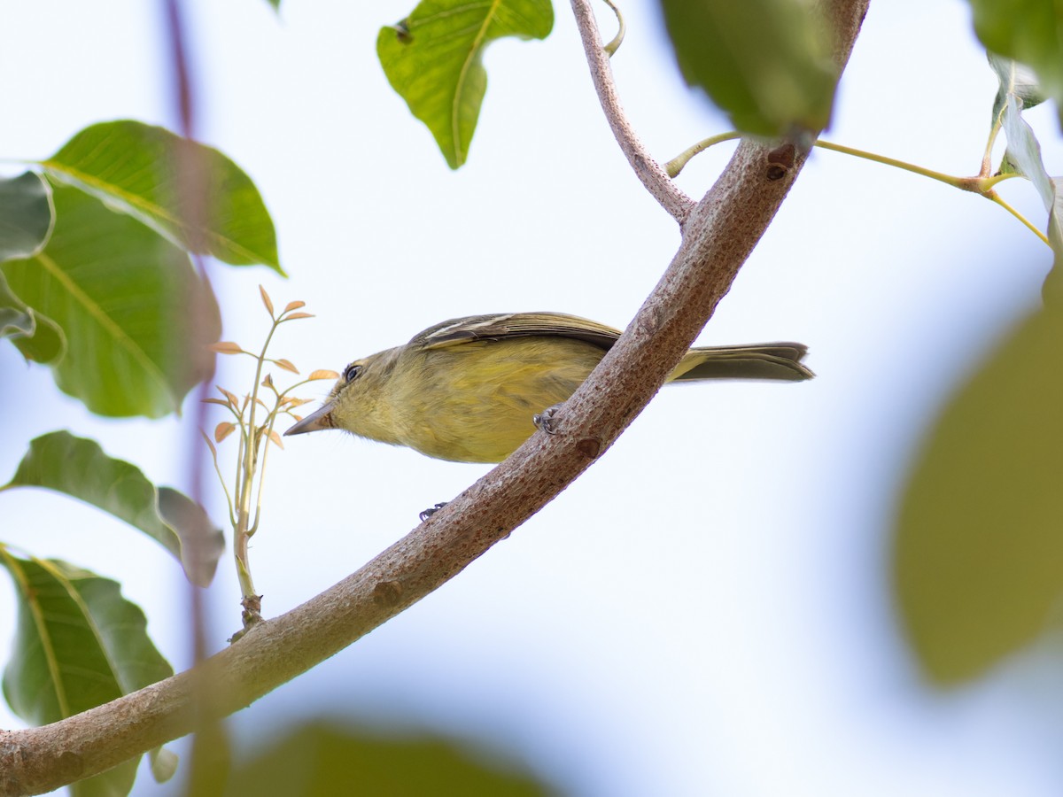 Mangrove Vireo - ML647056399