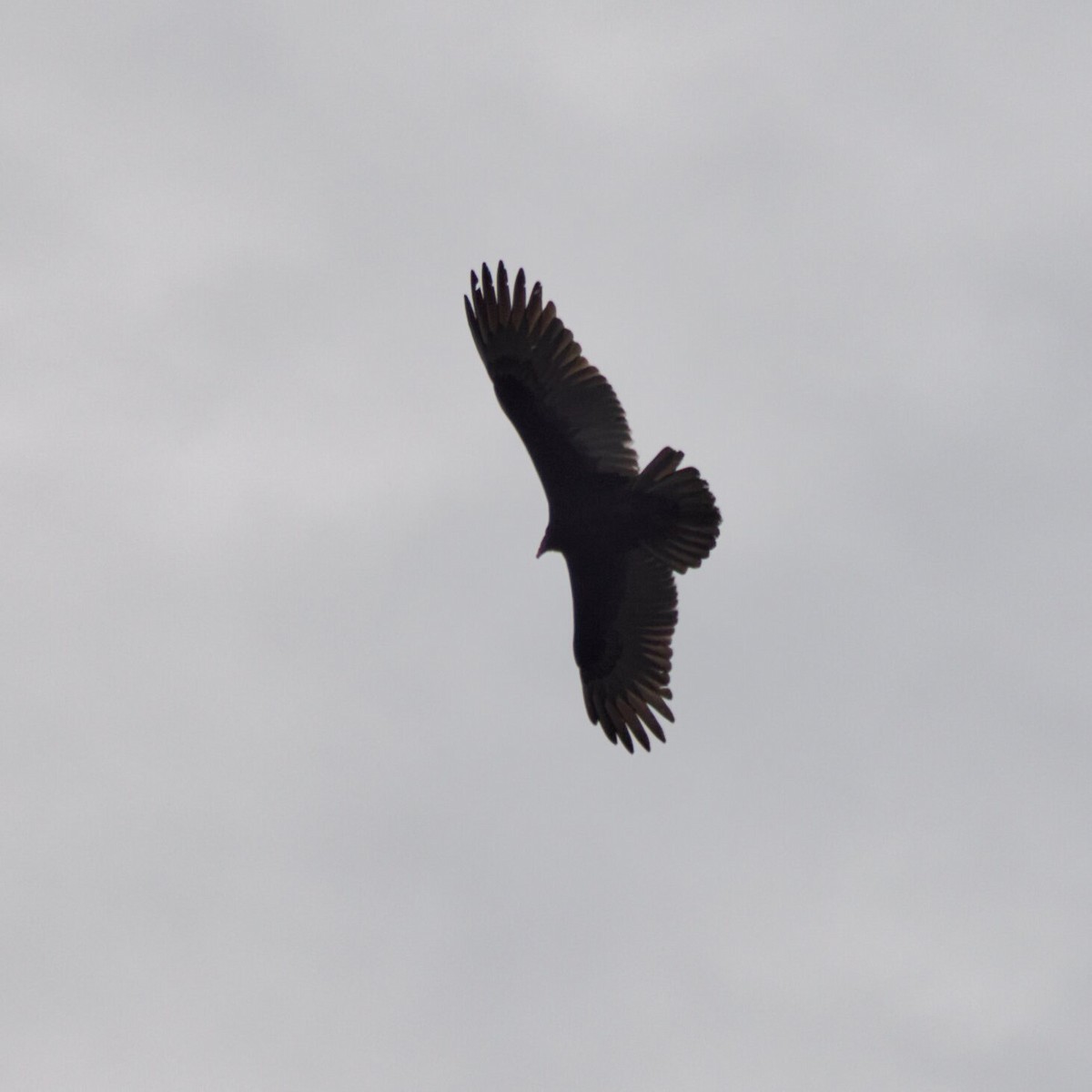 ヒメコンドル - ML647056410