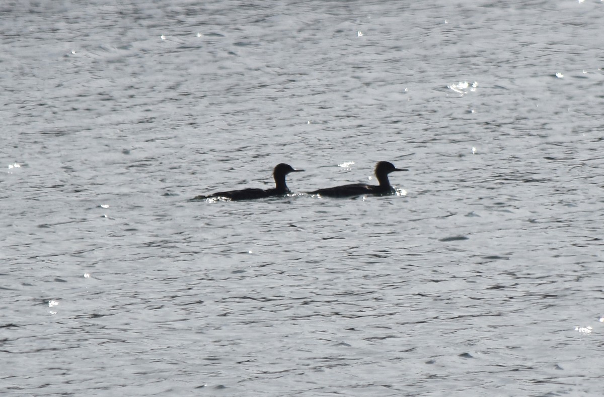 מרגון בינוני - ML647056413